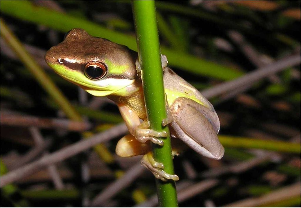 Kings Forest has been approved subject to provisions to protect local koalas and the rare Wallum Sedge Frog (pictured). Kings Forest has been approved subject to provisions to protect local koalas and the rare Wallum Sedge Frog (pictured).